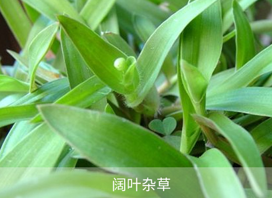 Halosulfuron Halosulfuron