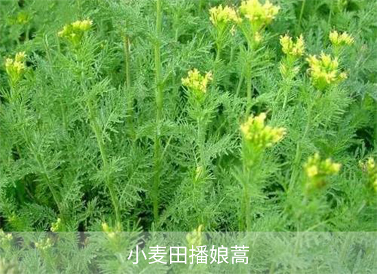 2甲•双氟