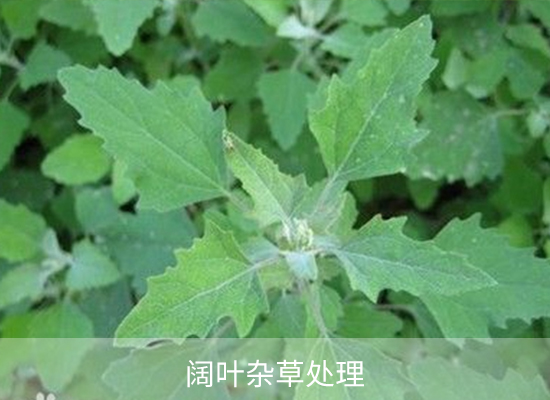 唑嘧磺草胺 唑嘧磺草胺