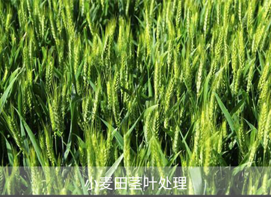 唑嘧磺草胺 唑嘧磺草胺