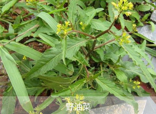 双氟磺草胺 双氟磺草胺