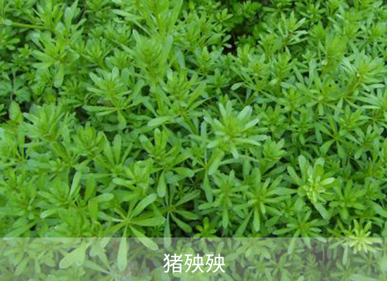 双氟磺草胺 双氟磺草胺