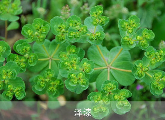 双氟磺草胺 双氟磺草胺